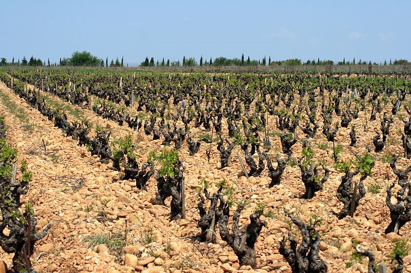 File:Vigne et galets à Châteauneuf-du-Pape.jpg