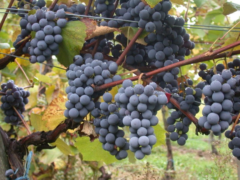 Grappes de Gamay (     Wikipedia Commons, public domain)